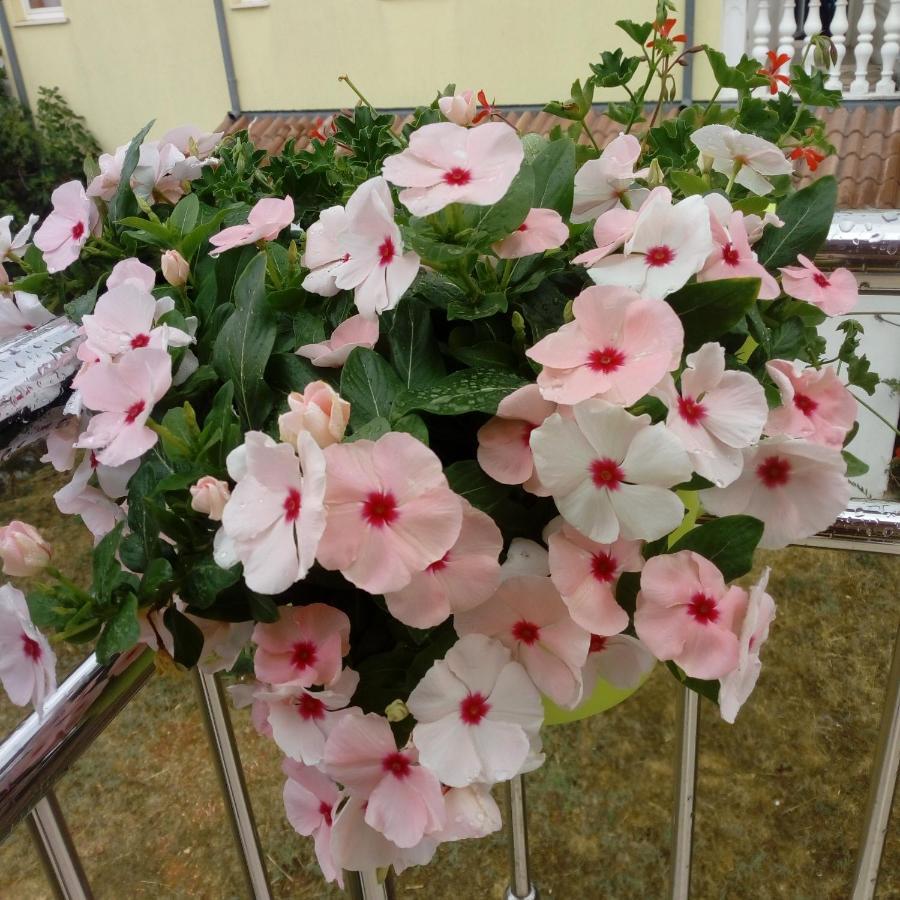 Mendula Appartement Pakoštane Buitenkant foto